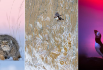 Top Ảnh Thiên Nhiên GDT Xuất Sắc Nhất Năm 2025: 'Chim Chích Nước Xuyên Thác' Gây Sốt Giới Nhiếp Ảnh