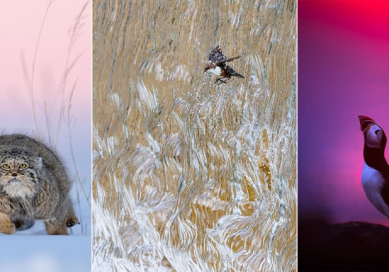 Top Ảnh Thiên Nhiên GDT Xuất Sắc Nhất Năm 2025: 'Chim Chích Nước Xuyên Thác' Gây Sốt Giới Nhiếp Ảnh